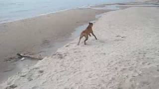 Rhodesian Ridgeback runs like crazy [upl. by Aicitel]