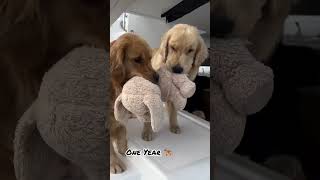 One Month Vs One Year golden retriever transformation shots feedfeed dogbreed dog pets feed [upl. by Annol]