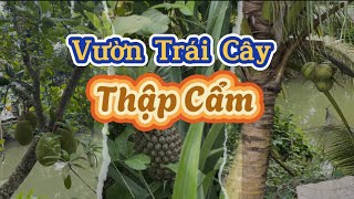 Khám Phá Vườn Trái Cây Thập Cẩm Ở Quê  Trần Ngọc Nè [upl. by Burrow846]