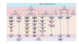 Hematopoiesis its basic concept Video No 125 [upl. by Anul]