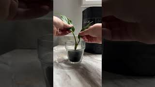 Follow for the update 👀 fluvalstratum propagation anthurium plants houseplants [upl. by Yralam]