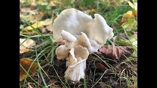 Identifying the White Helvella White Saddle Elfin Saddle Helvella crispa [upl. by Ajit852]