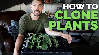 How to Clone Plants Propagating in an Aeroponic System 101 [upl. by Raffaj]