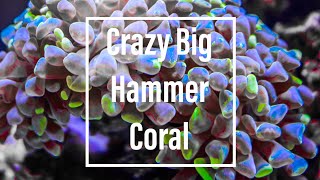 Hammer Coral Stretching It’s Arms [upl. by Sylvia736]