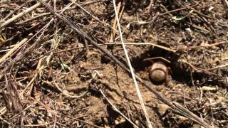 Solifugid Camel Spider digging a hole [upl. by Nilson]