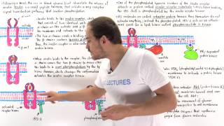 Insulin Signal Transduction Pathway [upl. by Harak]