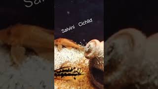 Salvini Cichlid  from Saif Khan  Delhi [upl. by Lamp496]