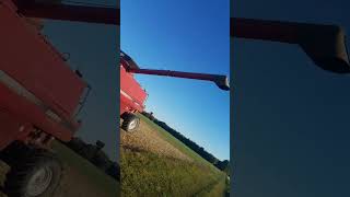 Shiny Red Combine Beautiful Case Ih 2588 in soybean field [upl. by Corvese]