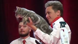 FIFe World Cat Show 2023 Strasbourg 6 Category 3 [upl. by Carnay98]