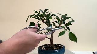 Ficus Pruning Ficus Bonsai [upl. by Byrd]