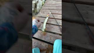 Fishing fishing minnesota fishinglife fisherman fishingtiktoks fishcontent fish mn [upl. by Fitts]