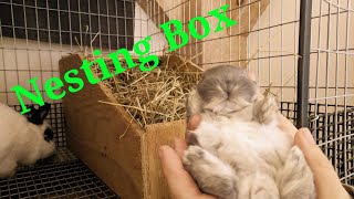 How and when to setup a NESTING BOX for your bunny [upl. by Einamrej]