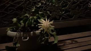 Epiphyllum Guatemalense “curly locks” night time video [upl. by Morrissey]