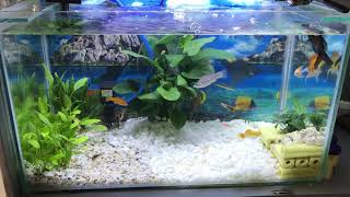 Hồ cá lọc đơn giản nước trong Beautiful Aquarium [upl. by Shep]