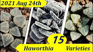 Haworthia 2021Aug24th [upl. by Ralat39]