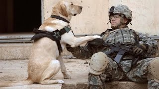 Dogs Welcoming Soldiers Home Part 3 2014 NEW HD [upl. by Asoj]