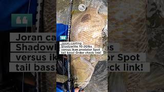 Joran Shadowlite 1020lbs Versus Ikan Predator Tangguh Spot Tail Bass 2024 Shorts [upl. by Candace]