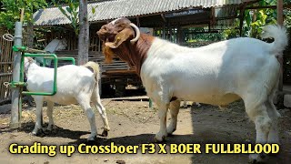 Boer Goat Crossed with F3 Cross Boer Goat  Goat farming in rural [upl. by Ennaylloh993]