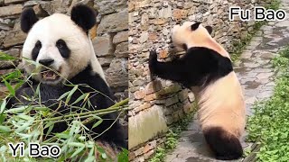 711 Panda Fu Bao and Yi Bao panda yibao fubao 푸바오 福宝 fyp viral pandalife pandalover [upl. by Enrobyalc]