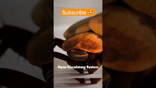 Open Circulatory System 🤯 shorts factsinhindi ytshorts facts circulatorysystem cockroach [upl. by Kartis214]