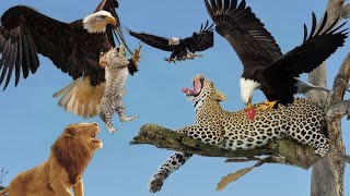 The Best Of Eagle Attacks Most Amazing Moments Of Wild Animal Fights 2024 [upl. by Lokim443]