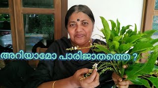 പാരിജാതം  PARIJATHAM  Citharexylum spinosum [upl. by Vento]