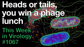 TWiV 1067 Heads or tails you win a phage lunch [upl. by Naimerej54]