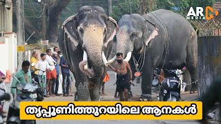 Tripunithura Vrischikolsavam 2022 Elephants [upl. by Uhn791]