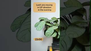 Prayer Plant TimeLapse Ctenanthe burlemarxii houseplants zimmerpflanzen plantas rosliny [upl. by Luis]