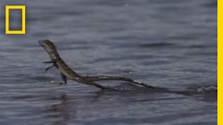 Jesus Christ Lizard  National Geographic [upl. by Parsons]