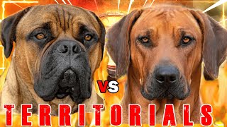 Bullmastiff vs Rhodesian Ridgeback  Rhodesian Ridgeback vs Bullmastiff  Guard Dog  Billa Boyka [upl. by Jackquelin32]