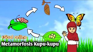 Penjelasan Tahap Metamorfosis KupuKupu dari Telur Hingga Dewasa Terlengkap [upl. by Sekoorb]