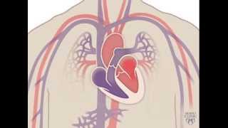 The Heart and Circulatory System  How They Work [upl. by Htebilil675]