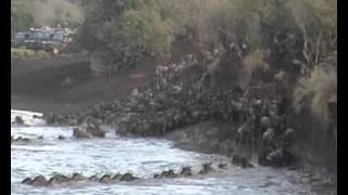 Masai Mara Sept 2010 part 2 the migrationwmv [upl. by Stephani833]