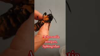 Acherontia atropos Sphingidae БРАЖНИК МЕРТВАЯ ГОЛОВА ВЫВЕЛСЯ В КУЛЬТУРЕ ДОМА [upl. by Dowski]