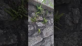 crevice plants [upl. by Hermosa]