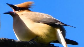 Cedar waxwing call  song passing berries  insects  Bird [upl. by Etolas]