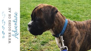 Poppy 12 week old brindle boxer puppy [upl. by Nodnar]