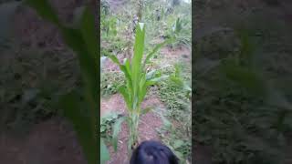 Yellow corn planted  cooper farm philippines [upl. by Wichern]