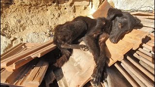 Starving Little Dog Sleeping On A Pile Of Tiles Makes The Sweetest Transformation [upl. by Daffie419]