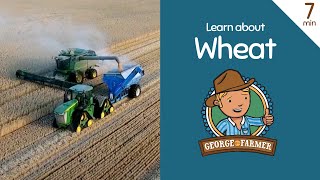 Learn about wheat with George the Farmer [upl. by Neleb]