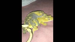 Crested geckos mating😆 [upl. by Valda989]