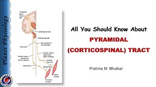 Pyramidal tract  Corticospinal tract [upl. by Essined]