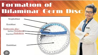 Changes in Embryoblast  Formation of Amniotic Cavity and Primary Yolk Sac [upl. by Sink]