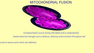 mitochondrial fission amp fusion [upl. by Florencia367]