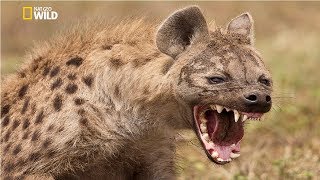 Spotted Hyena Crocuta Crocuta National Geographic Documentary HD 2017 [upl. by Anilys385]