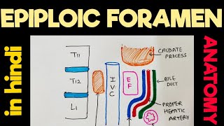 Epiploic Foramen  Omental Foramen  Foramen of winslow  Greater Sac  Lesser Sac  Abdomen [upl. by Biron]