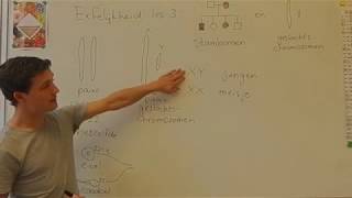 HavoVwo 2 Erfelijkheid les 3  Geslachtschromosomen en stambomen [upl. by Opportuna]