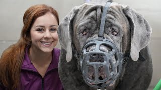 180lbs Neapolitan Mastiff with a bite history [upl. by Lerad136]