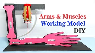 arms and muscles working model for science exhibition  howtofunda  biology project craftpiller [upl. by Eelorac]